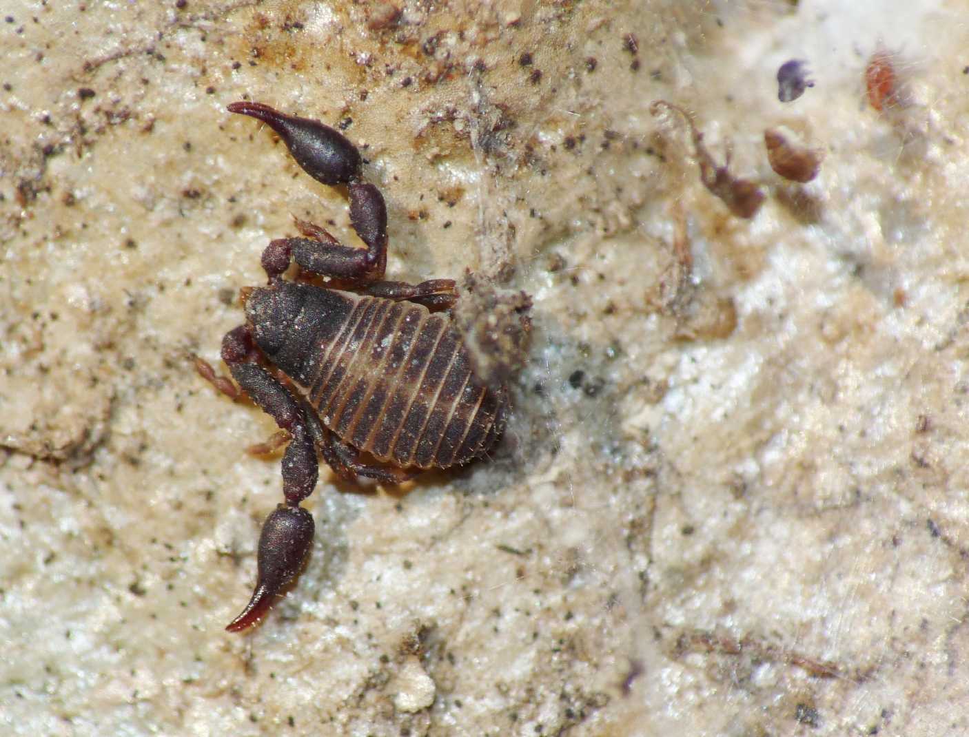 Pseudoscorpiones da Ostia (RM): Cheliferidae